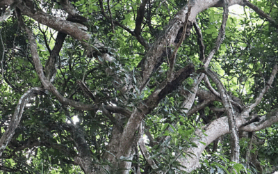 লতার মতো জড়িয়ে থাকা শত বছরের পুরোনো গাছ